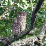 Brown Fish Owl, Nagarhole National Park