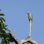 Malabar - or Blue Winged - Parakeet at the tree tops