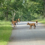 Wild dog pack on the hunt, Nagarhole
