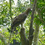 Crested Hawk-Eagle at Nagarhole National Park