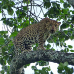 The leopard in the tree, on safari