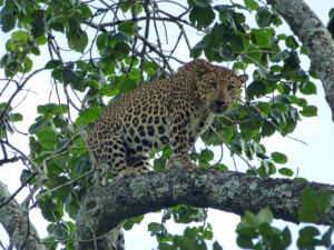 Read more about the article Seasons of No Discontent: On Safari at Kabini River