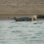 Gharial, Chambal River