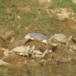 Red crowned roof turtle and friends, Chambal River