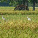 Sarus cranes in the fields