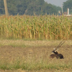 Blackbuck in planted field, Chambal