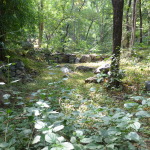 Kumbalgarh Wildlife Sanctuary