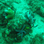 Starfish and coral, Sipadan