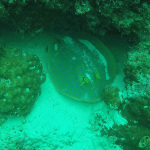 Blue spotted ray, Sipadan