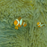 Anemone fish, Komodo Island