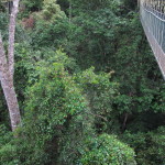 Canopy walkway, Taman Negara