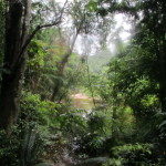 Rainforest of Taman Negara