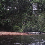 Upriver at Taman Negara