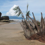 Shoreline at Bako National Park