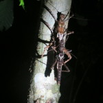 Mating stick insects at night, Mulu National Park