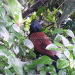 Coucal, Taman Negara