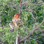 Proboscis monkey, Kuching wetlands