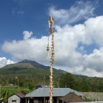 A penjor of bamboo arches toward Mt. Batur, Bali