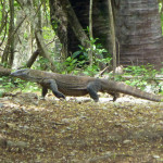 Young Komodo dragon on the prowl, Komodo Island