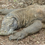 Komodo dragon lazing until its next meal, Komodo Island