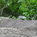 Female Komodo dragon guarding eggs lain in holes, Rincah Island