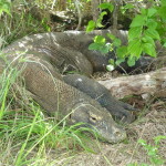 A Komodo dragon waits for prey alongside a trail