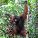 Large male orangutan at a stretch, Tanjung Puting, Borneo