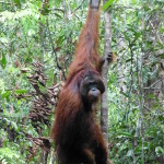 Large male orangutan eyeing visitors along the trail, Tanjung Puting, Borneo