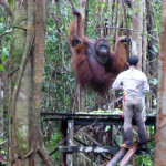 Male orangutan awaits meal from local ranger