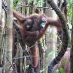 Mother and child orangutan on their way, Borneo