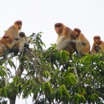 A family of proboscis monkeys, Borneo
