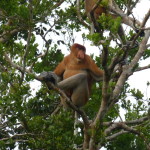 Dominant male proboscis monkey, big nose and all, Borneo