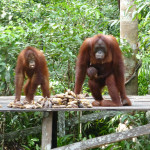 Orangutans ready to put on the show for visitors, Tanjung Puting, Borneo