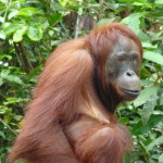 Orangutan, Borneo