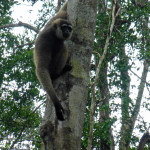 A roaming gibbon monkey, Borneo