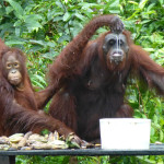 Downing the sweet milk at the feeding station, Tanjung Puting