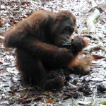 Female orangutan eating au naturel, termites from tree base