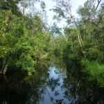 Easing down the dark tannic river, Tanjung Puting National Park