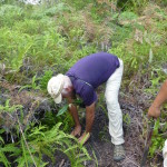 Planting an ironwood tree to help reforestation, Tanjung Puting, Borneo