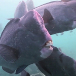 Bumphead parrotfish, Sipadan