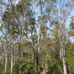 Eucalyptus trees, Redwood Regional Park