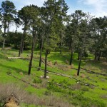 Redwood Regional Park, Oakland