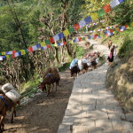 Donkey train near Ghandruk