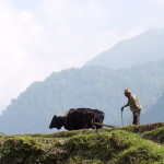 Plowing the terraced fields, Annapurna Circuit