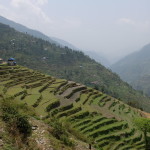 Vegetable terraces