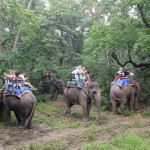 Elephant safari scrum