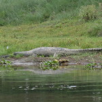 Gharial from the canoe