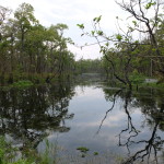 Mirror lake, Chitwan