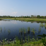Wetlands within Lumbini complex