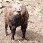 Takin, Bhutan's national beast